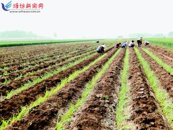 農(nóng)業(yè)生產(chǎn)托管服務(wù) 賦能現(xiàn)代農(nóng)業(yè)，繪就鄉(xiāng)村振興新圖景
